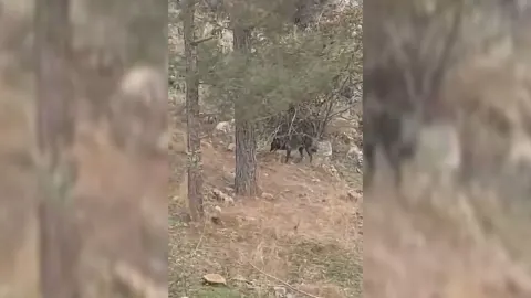 5 hayvan telef oldu
