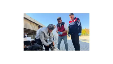 Afşin'de 230 hayvana kuduz aşısı yapıldı, 60 kedi ve köpeğe mikroçip takıldı
