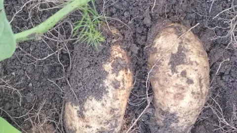 Andırın’da Ata Tohumu Sarı Tatlı Patates Üretiliyor! | Andırın Postası