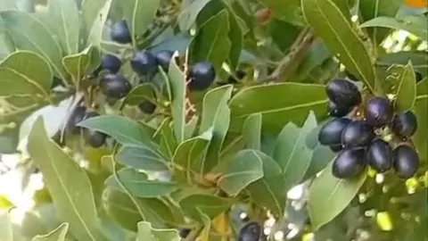 Andırın’da Defne Tohumu Hasadı Başladı! | Andırın Postası