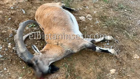 Aracın çarptığı yaban keçisi telef oldu