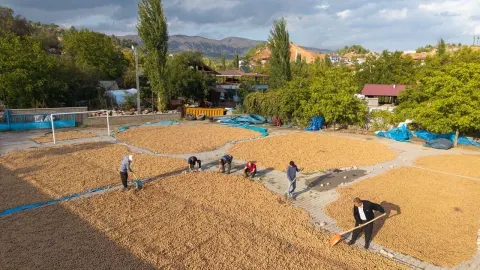Beşenli Cevizinde Hasat Sonrası Kurutma Mesaisi Başladı
