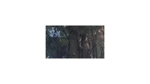 Elazığ'da iki sincabın ceviz kavgasını Levent Göksun karı koca tartışmasına benzetti
