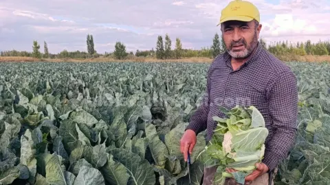 Elbistan karnabaharında hasat başladı
