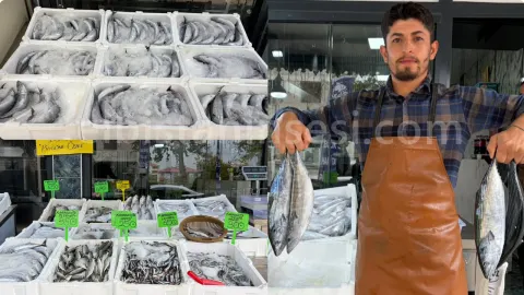 Elbistan’da balık tezgahlarında palamut bolluğu