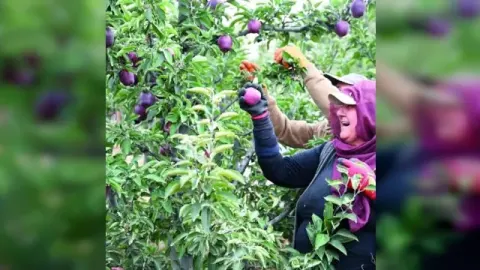 Göksun elması Avrupa'ya ihraç ediliyor