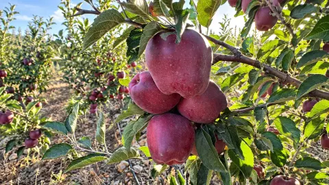 Göksun’da Çardak elması için hasat mesaisi başladı