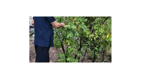 Kahramanmaraş Andırın'da Üretici Galip Baran, Japon İğdesi Üretimini Başlattı ve Destek Verecek