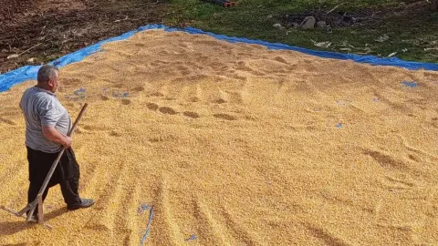 Kahramanmaraş Andırın'da Yerli Mısır Hasadı Sonrası Kış Hazırlığı Başladı
