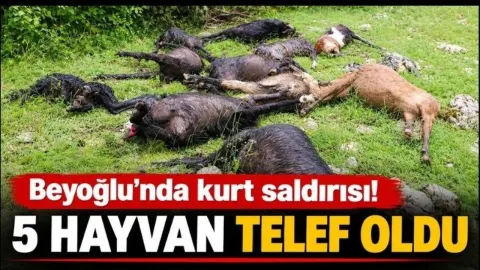 Kahramanmaraş Türkoğlu’nda Kurt Saldırısı Dehşeti: 1 Buzağı ve 4 Keçi Telef Oldu!