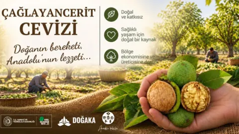 Kahramanmaraş’ın Tescilli Lezzeti Çağlayancerit Cevizi Hasat Ediliyor