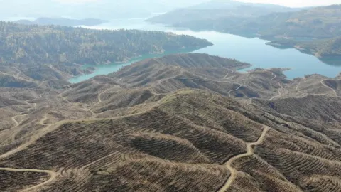 Kahramanmaraş'ta 1 milyondan fazla fidan dikilecek | Son dakika haberleri