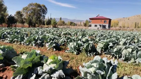Kahramanmaraş’ta 50 kiloluk dev lahanaların hasadı başladı