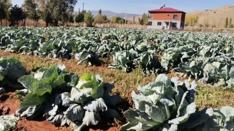 Kahramanmaraş’ta dev lahanalar yola çıktı