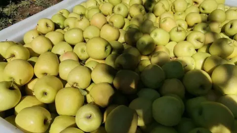 Kahramanmaraş’ta Elma Bereketi: 1.5 Milyon Ağaçta Hasat Başladı, Dünyaya İhraç Edilecek!