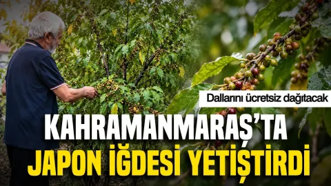 Kahramanmaraş'ta Japon İğdesi yetiştirdi: Dallarını ücretsiz dağıtacak