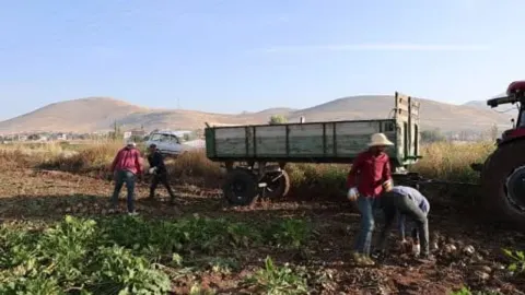 Kahramanmaraş'ta pancar tarlalarına hareketlilik: rekolte 500 bin tona yakın