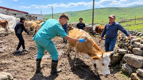 Kahramanmaraş’ta Şap Hastalığının Belirtileri ve Bulaşma Yolları