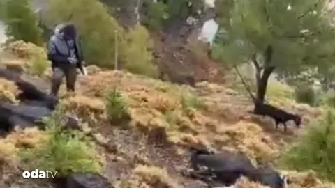 Kahramanmaraş’ta yıldırım düşmesi sonucu 20 keçi telef oldu