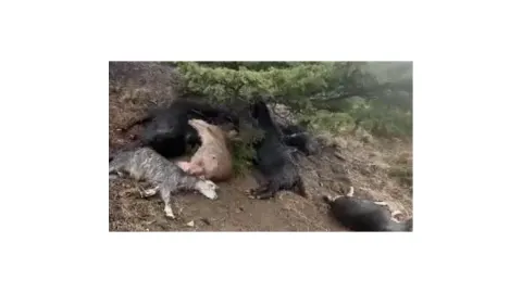 Kahramanmaraş’ta yıldırım düştü: 20 keçi telef oldu