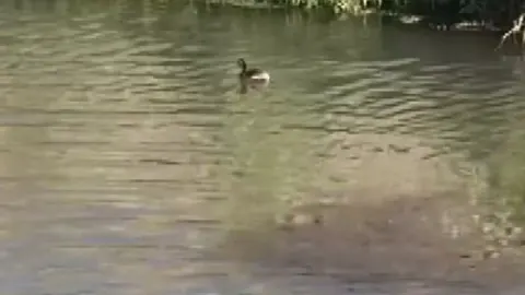 Narlı Ovası'nda su kuşlarının buluşma noktası