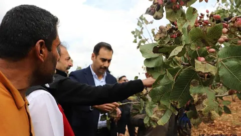 Pazarcık'ta fıstık hasadı başladı!