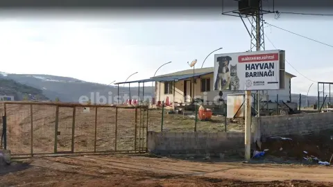 Sahipsiz hayvanların toplanması ve bakımı için ihale düzenlenecek