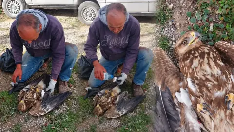 Tüfekle vurulan yırtıcı kuşa şefkat eli