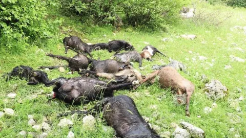 Türkoğlu’nda kurt saldırısı: 5 hayvan telef oldu